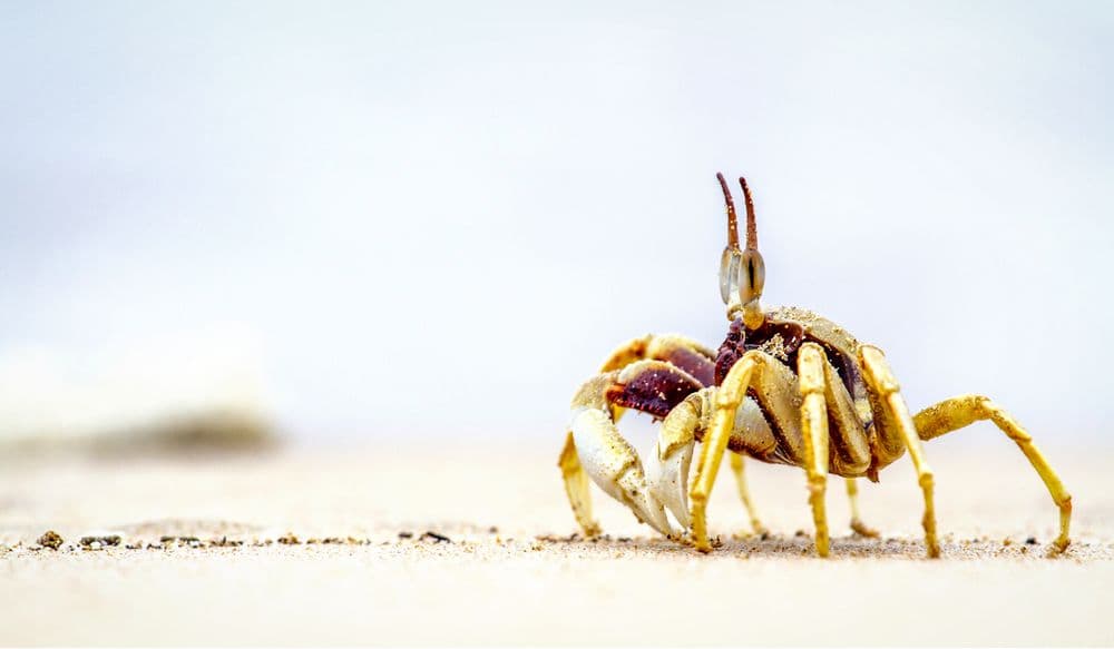Koh Muk - Ao Kham Beach Crab Beach Thailand