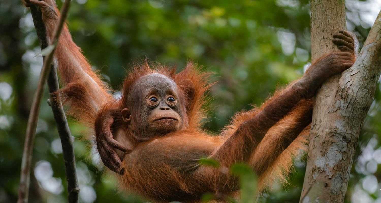Borneo Orangutan