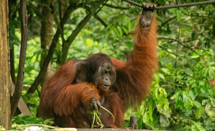 Orangutan