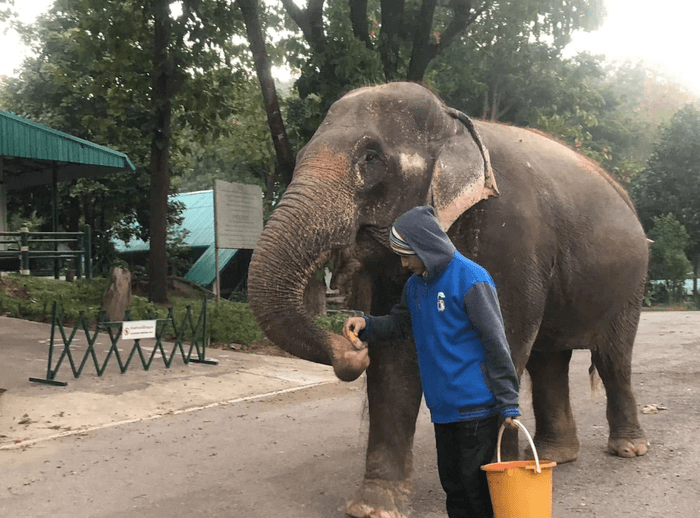 elephant hospital
