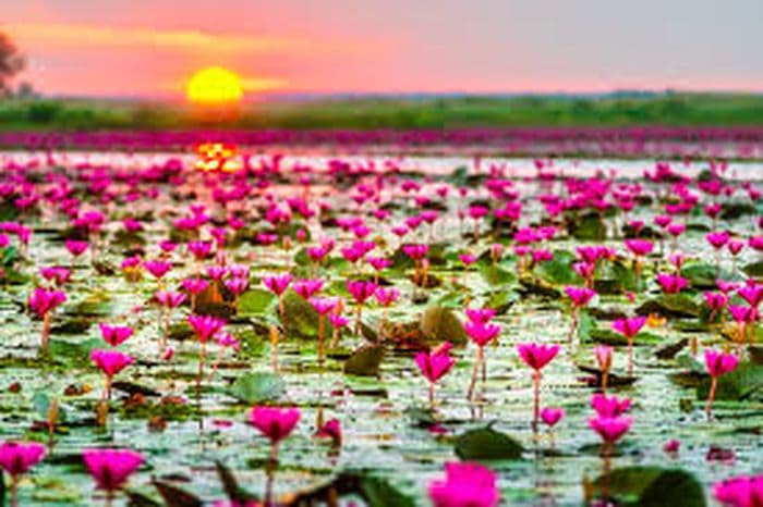 Red Lotus Lake Udon Thani