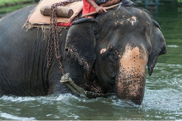 elephant thailand