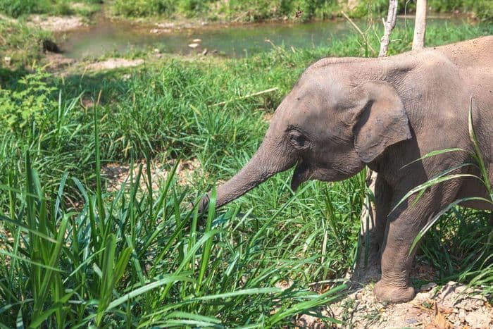 elephant nature park chiang mai Thailand