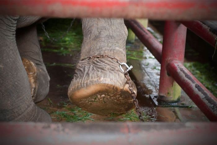 elephant thailand