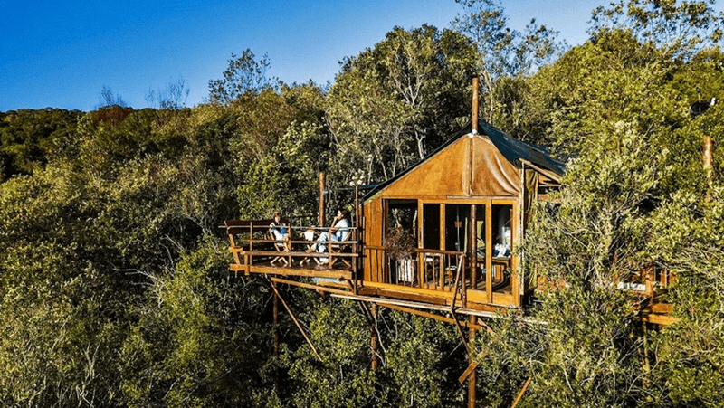 Tenique Tree Tops Knysna Forest